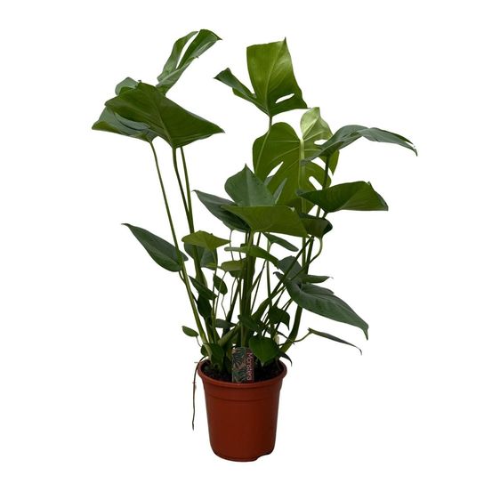 Monstera - h70 cm - ø17 cm