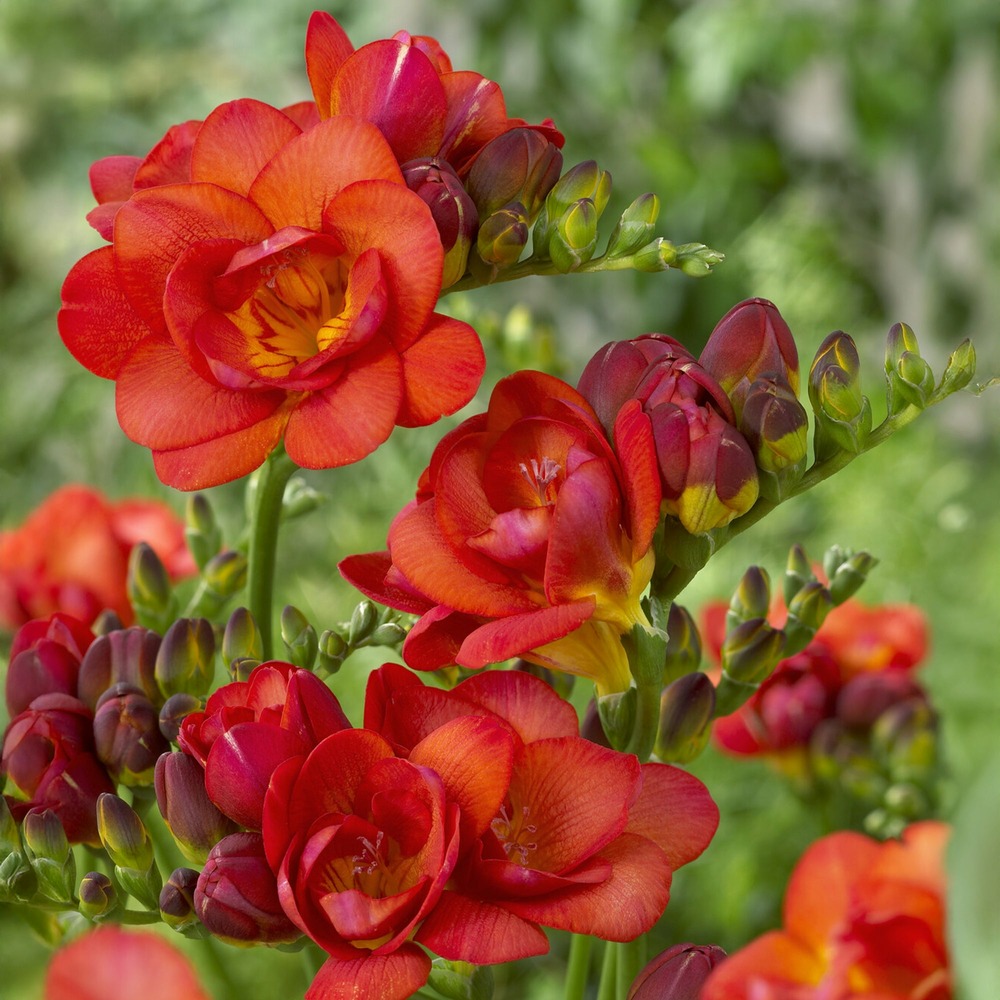 25 freesias à fleurs doubles rouges - le sachet de 25 bulbes / circonference 5-6cm, vendu par lot de 6