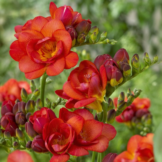 25 freesias à fleurs doubles rouges - le sachet de 25 bulbes / circonference 5-6cm, vendu par lot de 6