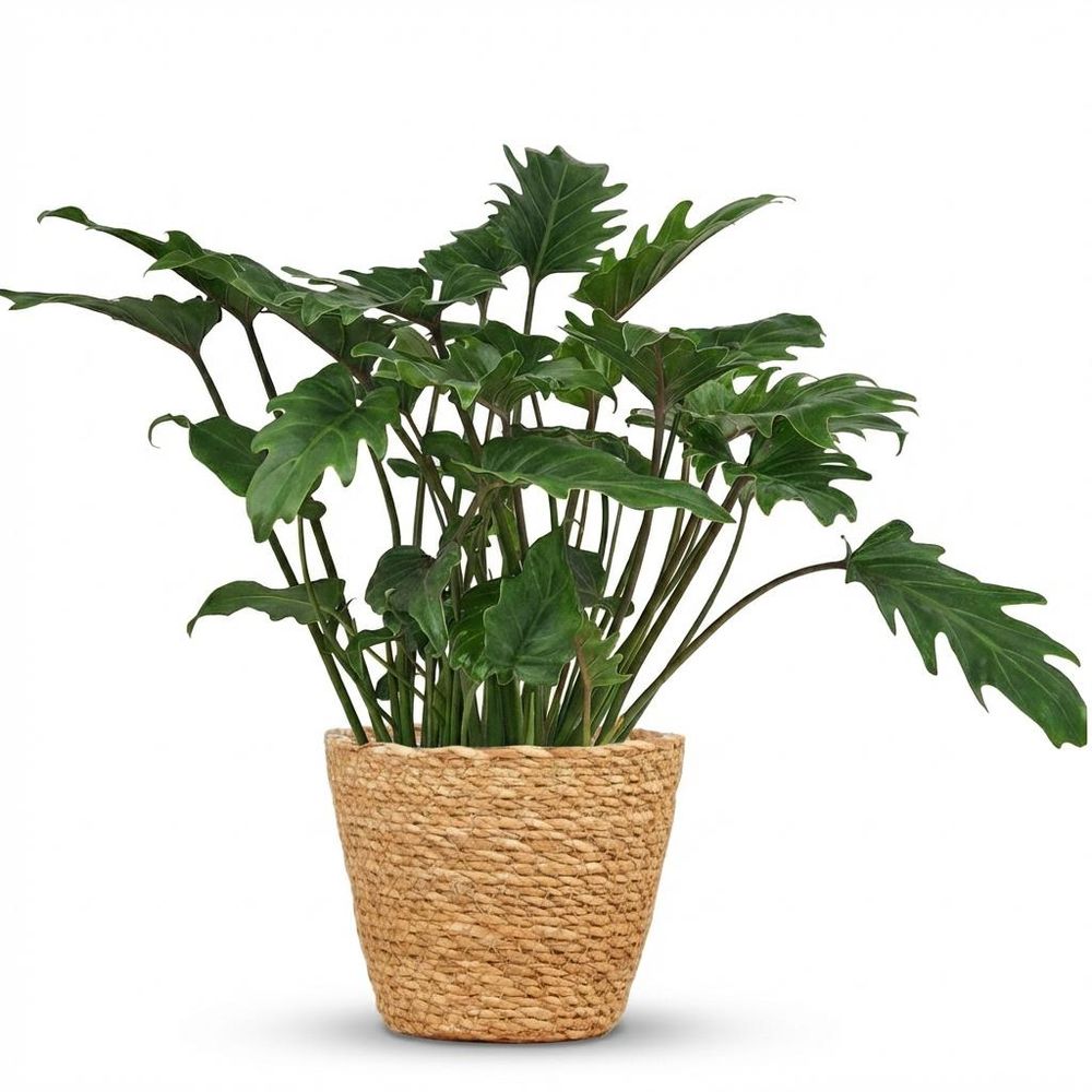 Philodendron xanadu - pot de 19cm - hauteur 60cm - plantes d'intérieur