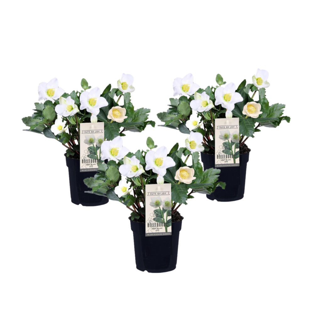Rose de noël - set de 3 - helleborus niger 'mont blanc' - h20-30cm - ⌀12cm