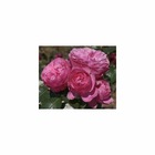 Rosier buisson rose 'Leonardo Da Vinci®' Meideauri : en motte