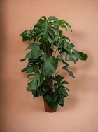 Plante d'intérieur - monstera pertusum - 120 cm - ø24 120cm