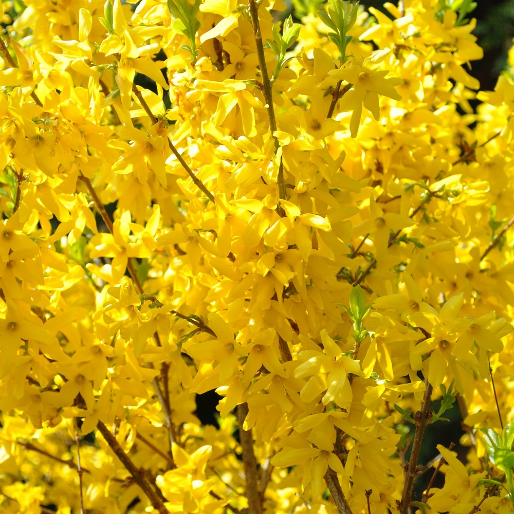 Forsythia lynwood gold - le pot / ø 9cm