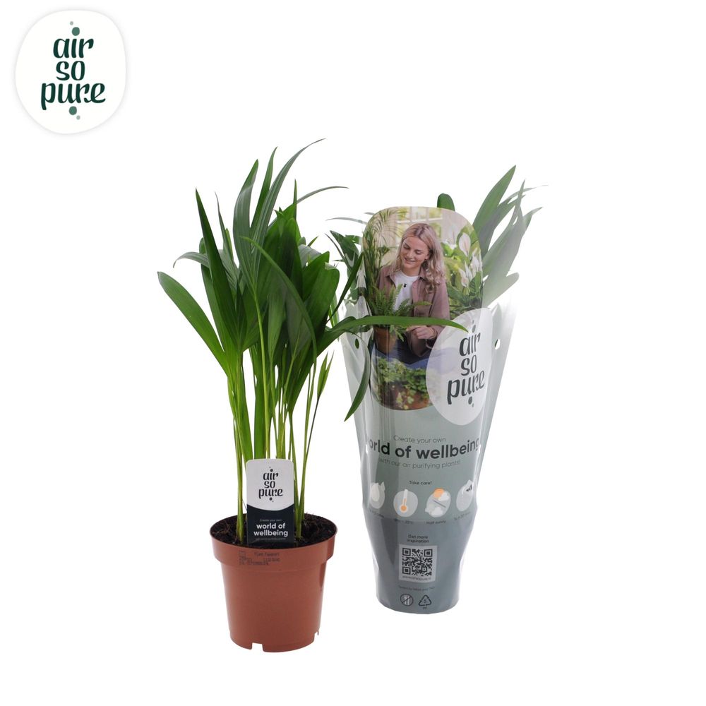 Dypsis lutescens - ø12cm - ↕40cm - plantes d'intérieur