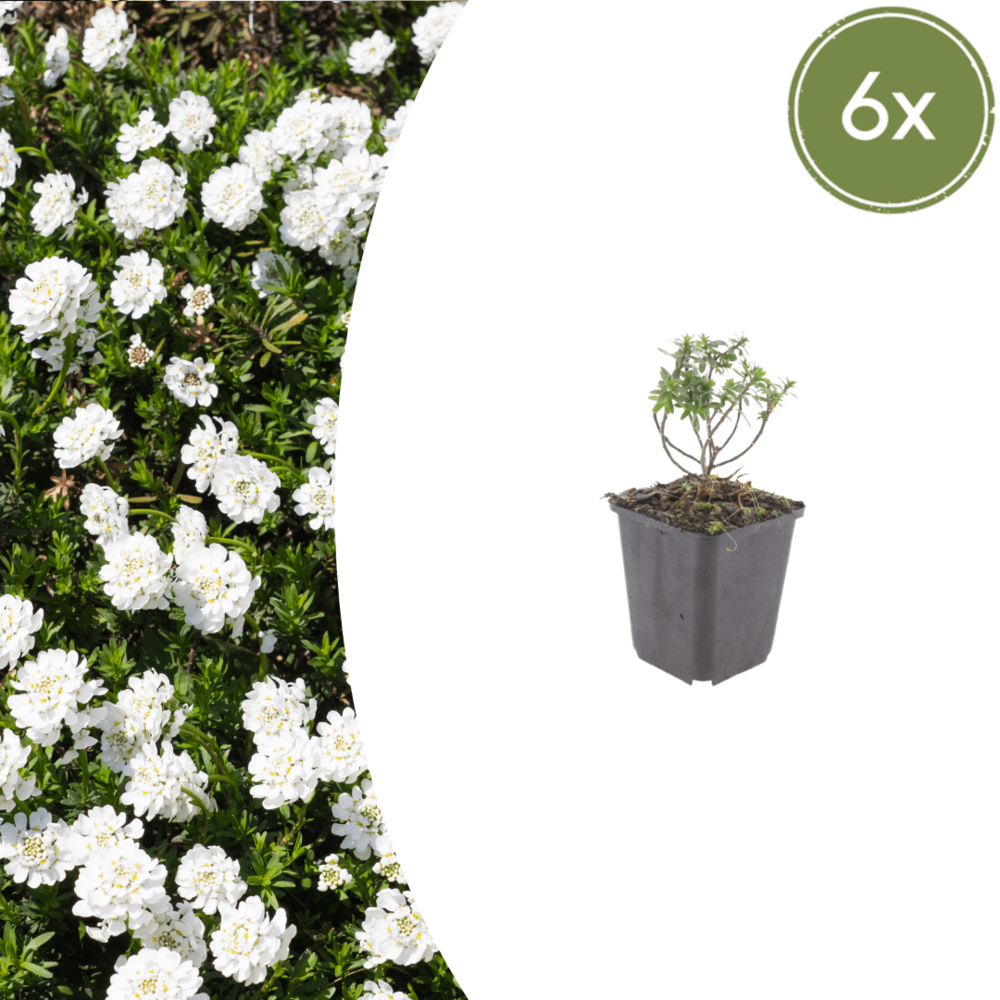 Lot de 24 - corbeille d'argent (iberis sempervirens) 'schneeflocke'