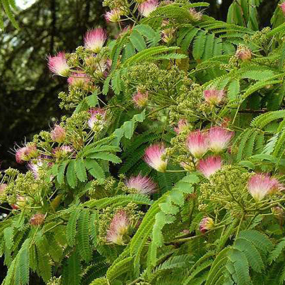 Arbre de soie 'ombrella' - albizia julibrissin 'ombrella' - 40-50 cm pot