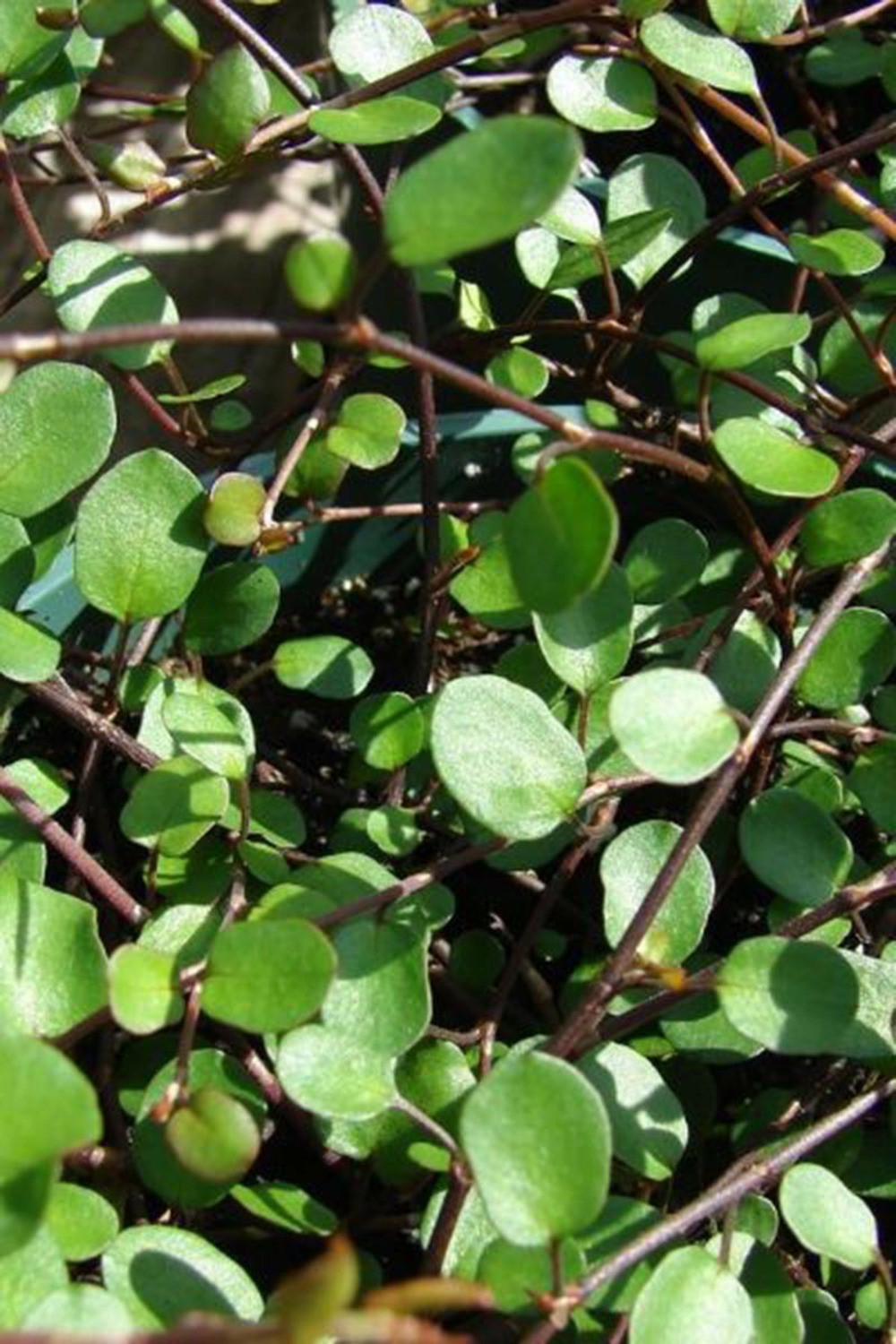 Muehlenbeckia 'complexa' - en pot de 3 litres