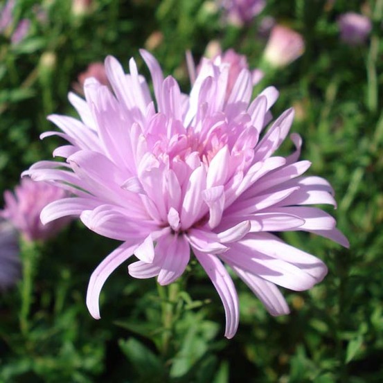 Aster grand d'automne 'fellowship' pot de 2l/3l