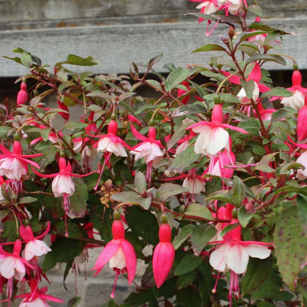 Fuchsia 'alice hoffman' godet de 8/9 cm