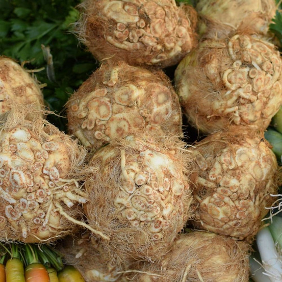 Graines de céleri-rave monarch - vilmorin sachet