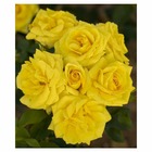 Rosier buisson jaune 'Carte D'Or®' Meidresia : en motte