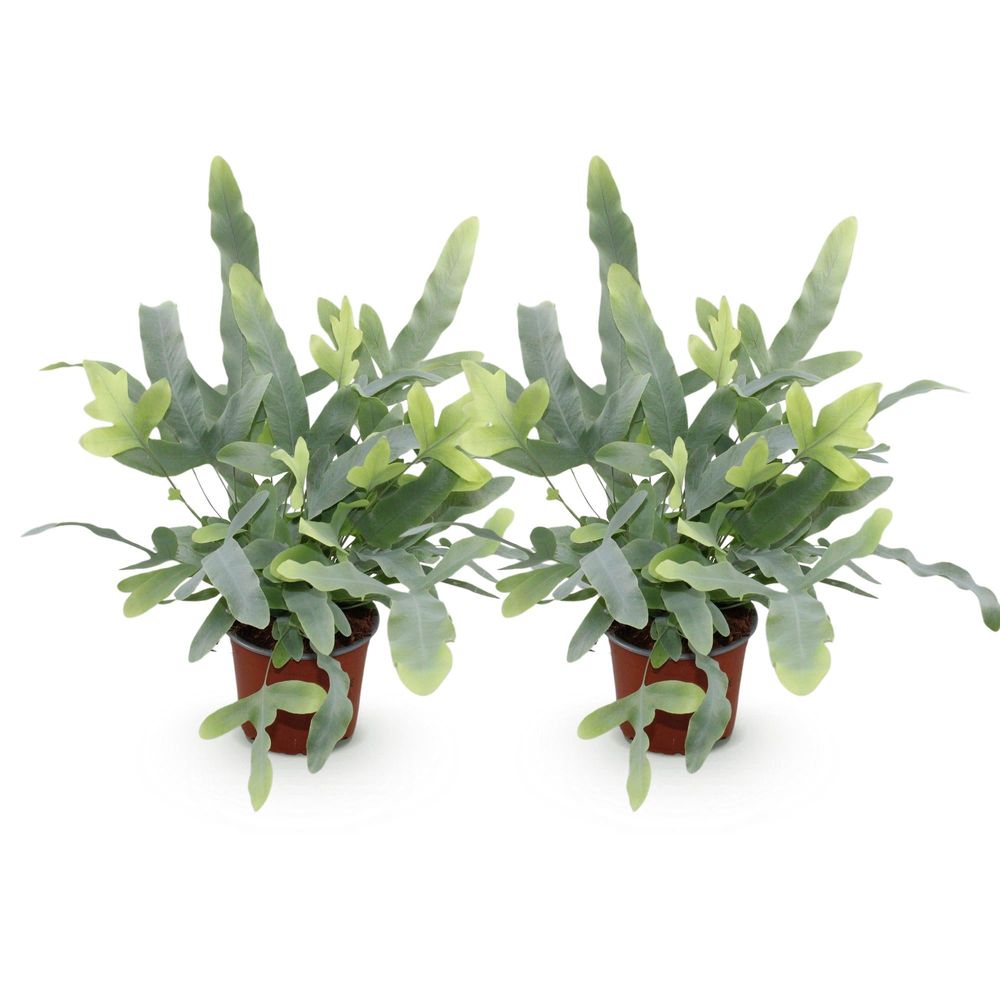 Phlebodium aureum blue star - pet-friendly - pot de 12cm - hauteur 25-30cm