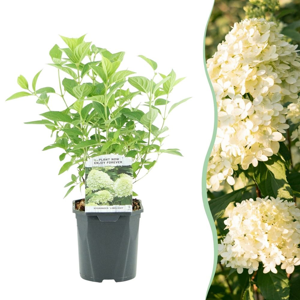 Hortensia 'limelight' - pot 17 cm - hauteur 50 cm