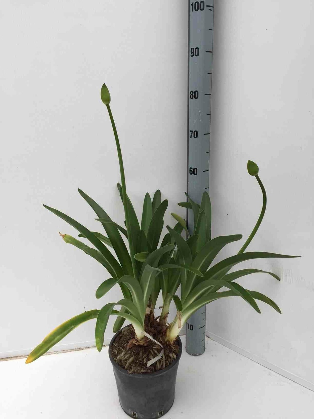 Agapanthus praecox (agapanthe) pot de 3 litres - 30/40cm - couleur floraison:violet