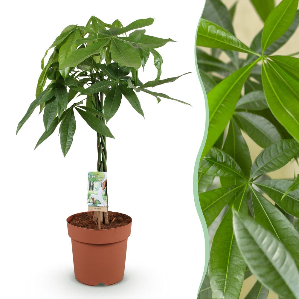 Pachira aquatica - arbre à argent - pot de 21cm - hauteur 80-90cm - plantes d'intérieur