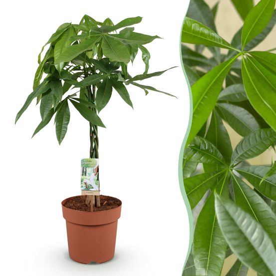 Pachira aquatica - arbre à argent - pot de 21cm - hauteur 80-90cm - plantes d'intérieur