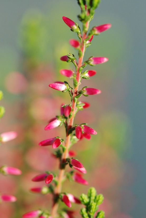Bruyère d'été 'angie' - en pot de 1 litre