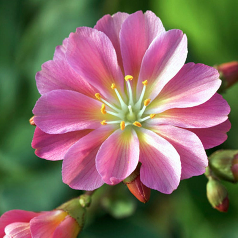 Lewisia hybrides sunset strain - le pot / 8cm