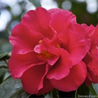 Camellia japonica 'cassandra':pot 15l