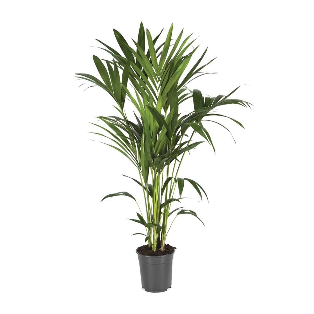 Howea forsteriana - ø21cm - ↕120cm - plantes d'intérieur