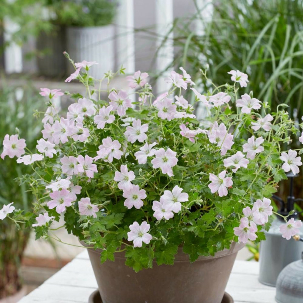 Géranium vivace dreamland® lot de 3 godets