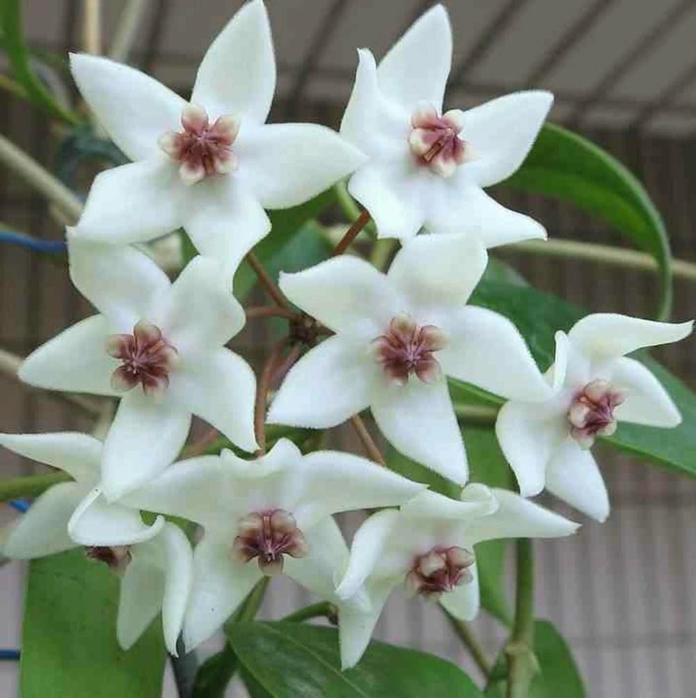 Hoya paziae - pot de 10,5cm