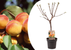 Prunus armeniaca - abricotier - arbre fruitier - ⌀21cm - hauteur 90-100cm