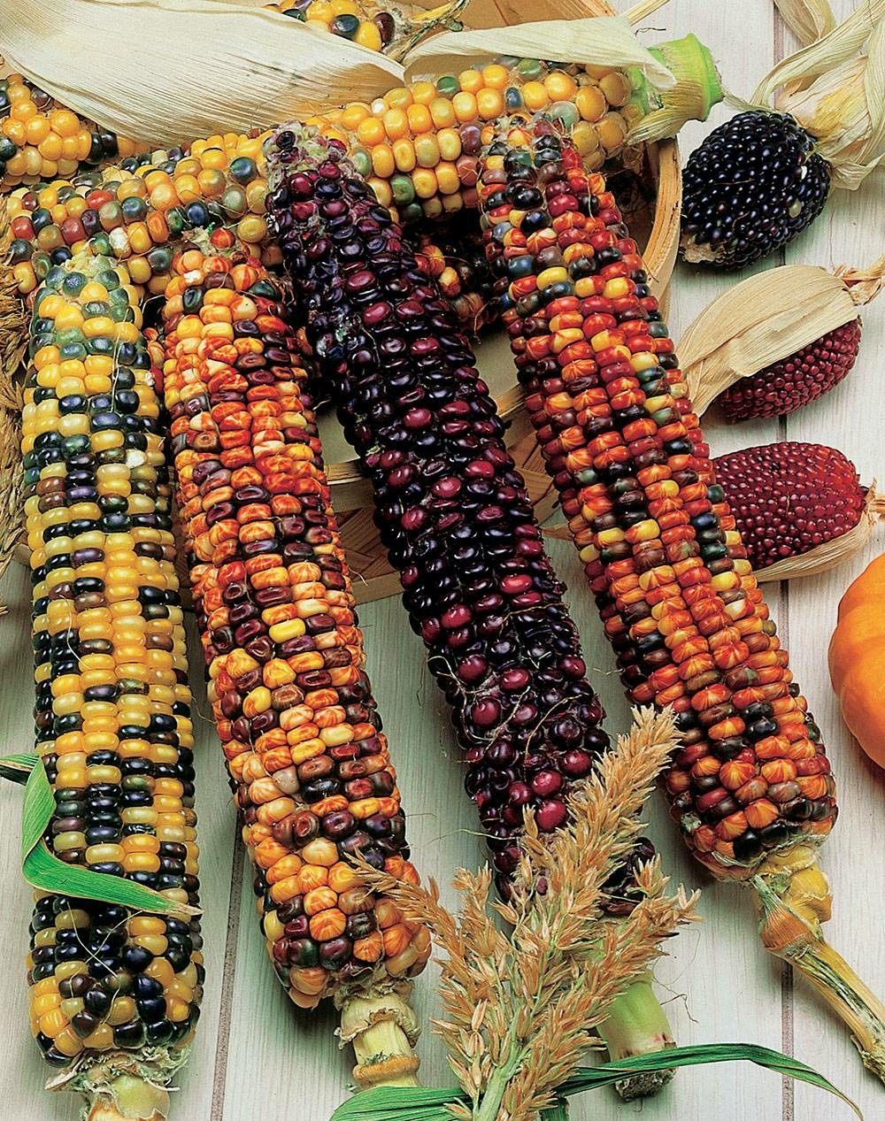 Mais d'ornement - 10 g