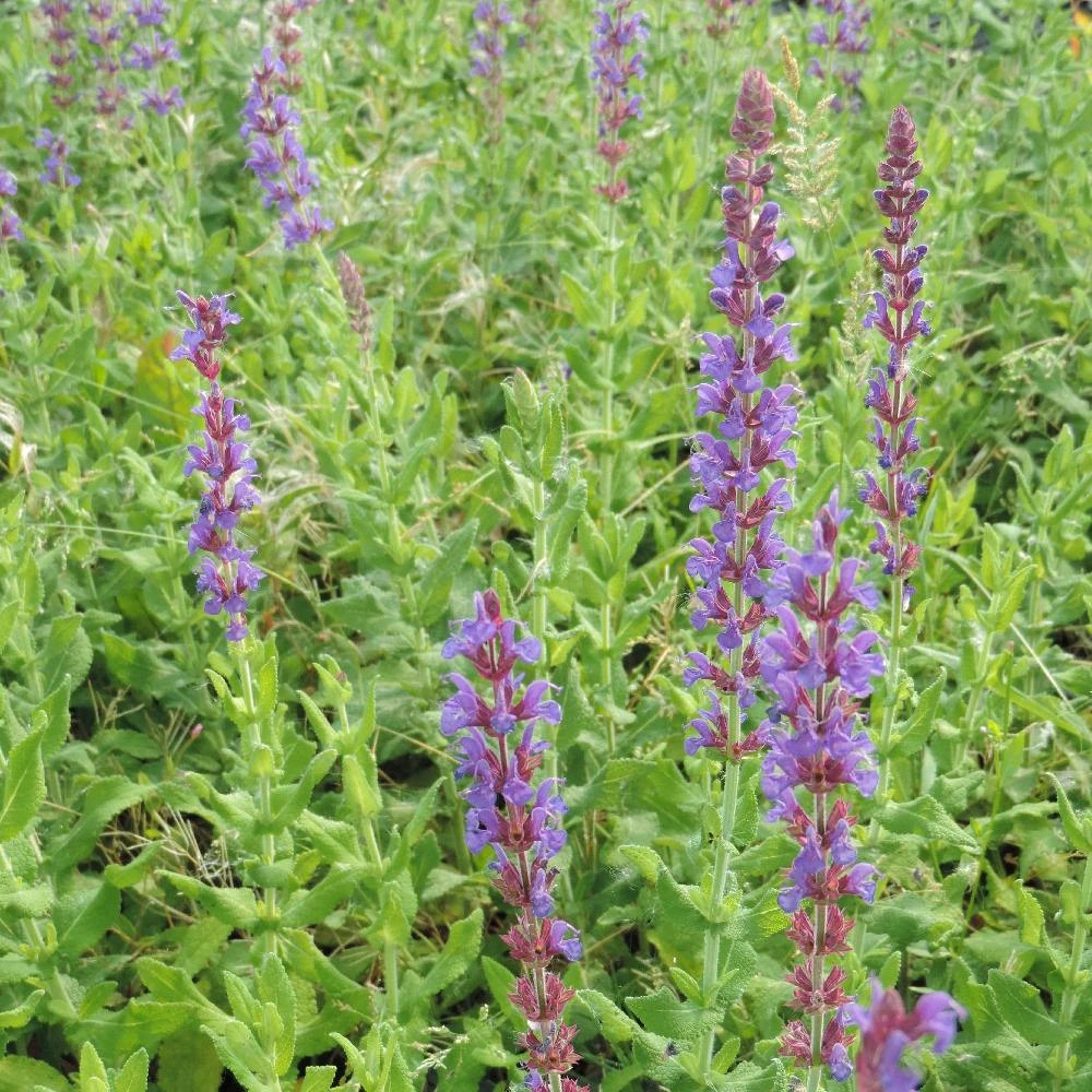 Sauge des bois jan spruyt lot de 9 godets