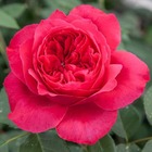 Rosier buisson rouge 'Ruban Rouge®' Meiprehmyr : en motte