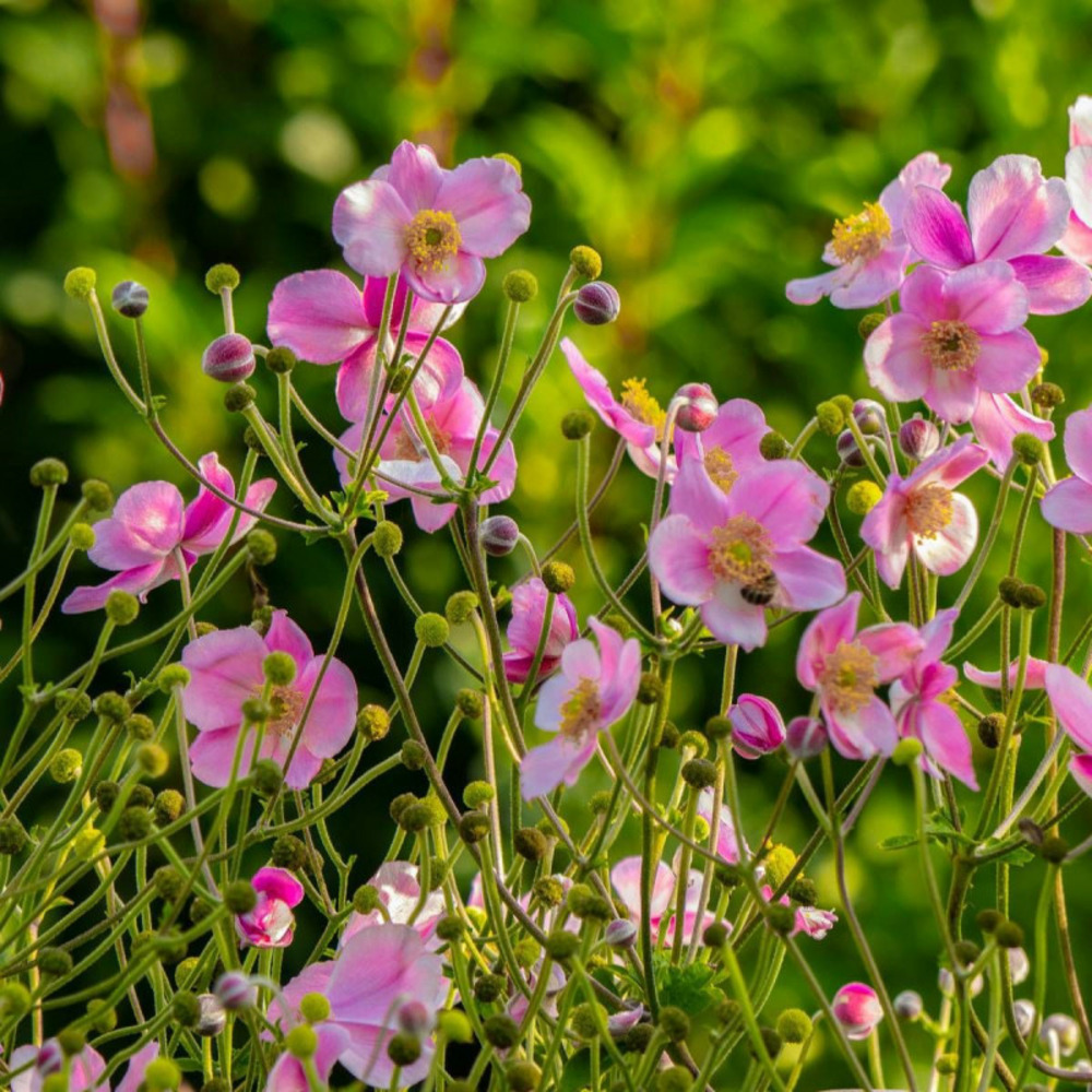 Anémone du japon konigin charlotte godet - 5/20 cm