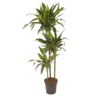 Dracaena fragrans 'janet craig' - xxl - pot 24 cm - hauteur 140-150cm