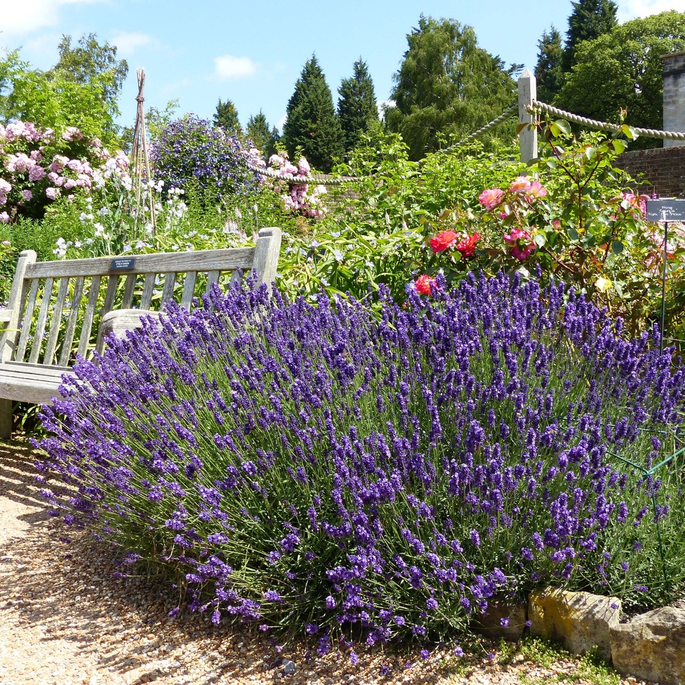 Lavande vraie 'hidcote' pot de 12 cm / 13 cm