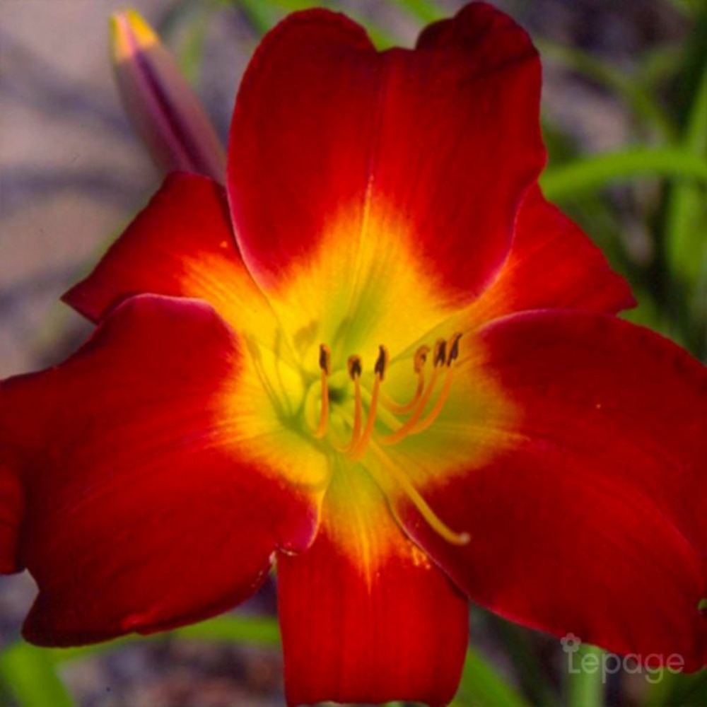 2 Hémérocalles 'Cherry Festival' (Hemeroca…