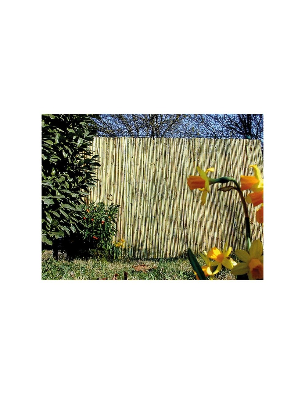 Canisse bambous fendus ' meditrrranee'1,50 m x 5 m