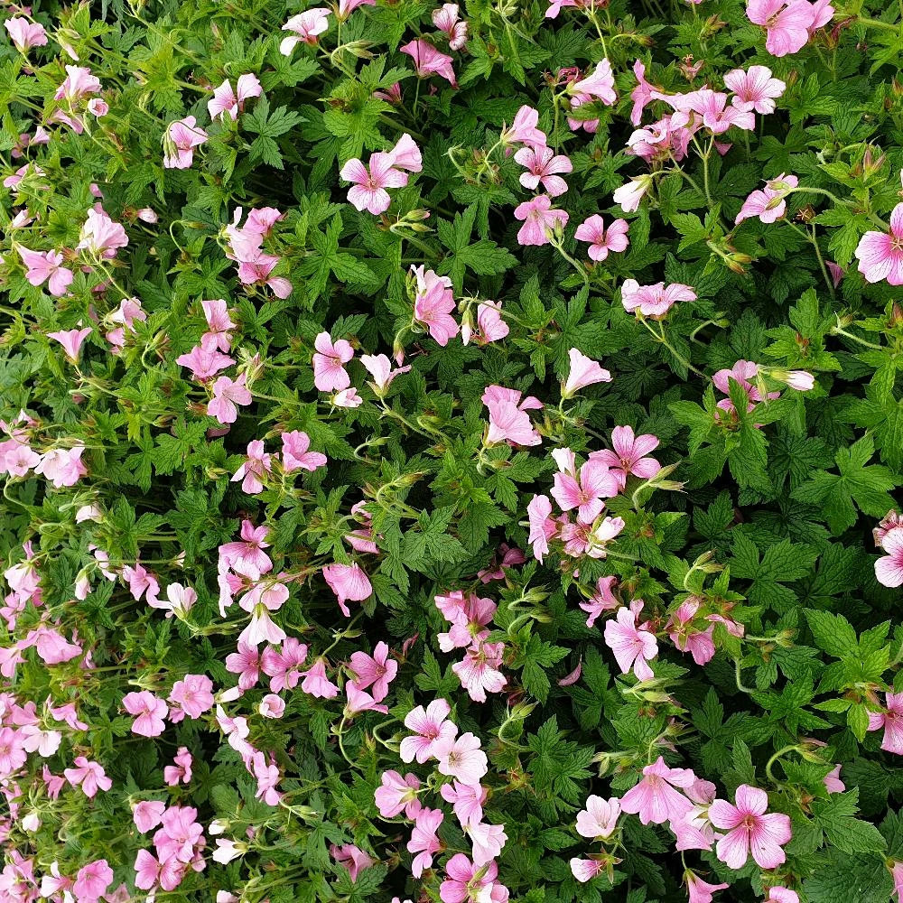 Géranium vivace lepage lot de 9 godets