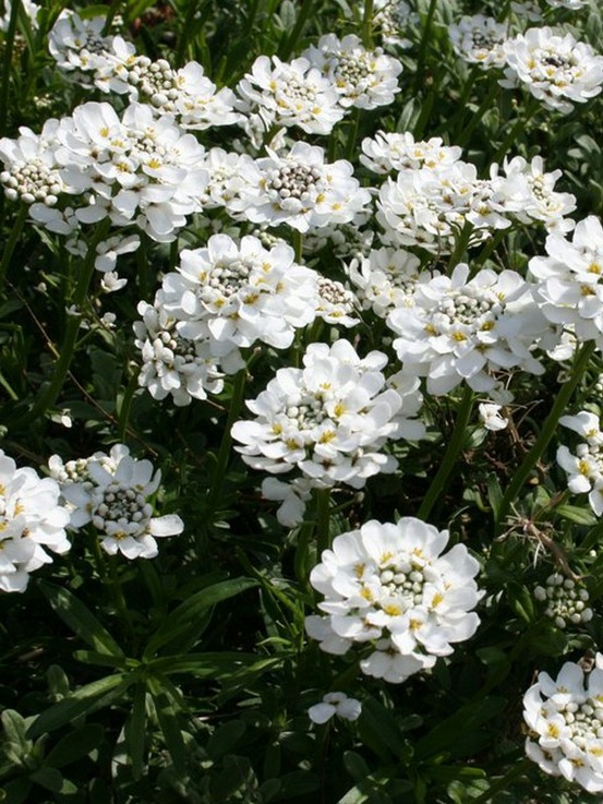 Corbeille d'argent, thlaspi le sachet de 50 graines environ (0,3g)