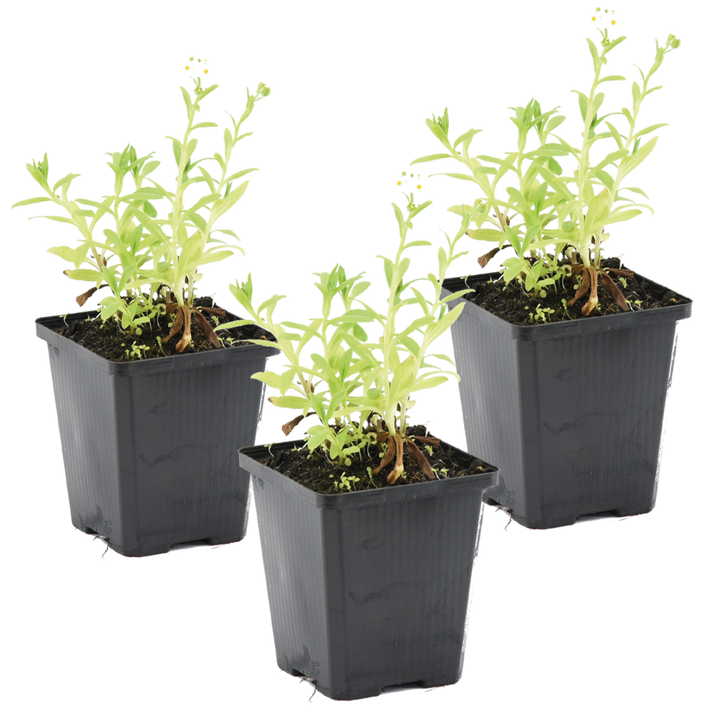 Lot de 3 - myosotis palustris - myosotis des marais - hauteur 10-20 cm - pot 9 cm