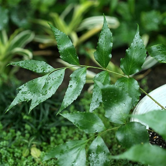 Aspidie devexiscapulae pot de 2l/3l