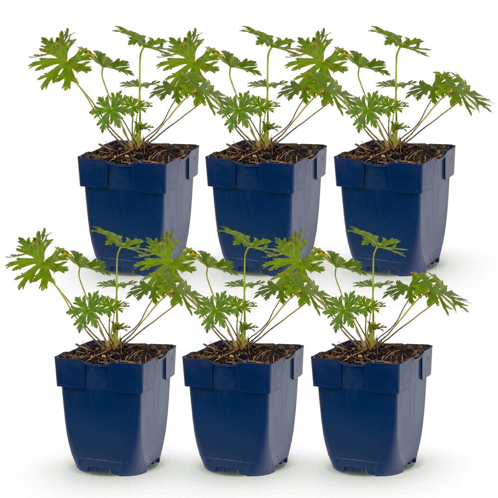 Géranium vivace 'johnson's blue' - lot de 6 - pot 11 cm - hauteur 25 cm