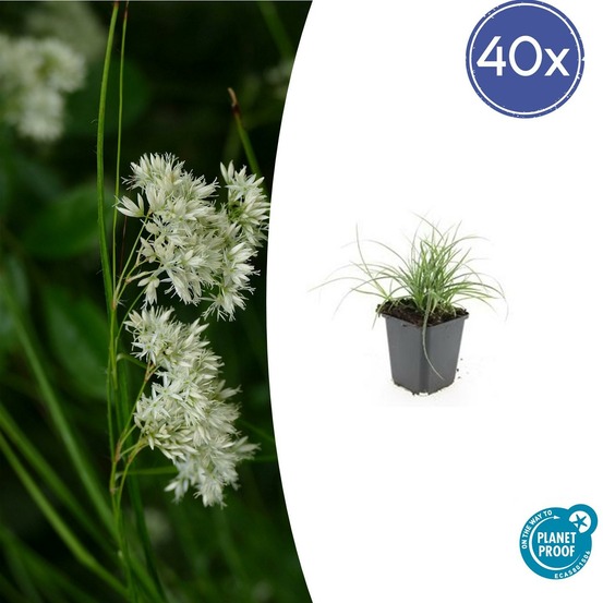 Luzule blanche x40 – entre 2,5 et 3,33m2