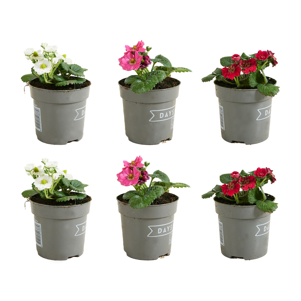 Lot Surprise De 6 Plantes D'extérieur Résistantes à L'hiver - Hauteur 25-50 Cm, Pot 12-15 Cm - Plantes Robustes Pour Balcon/jardin
