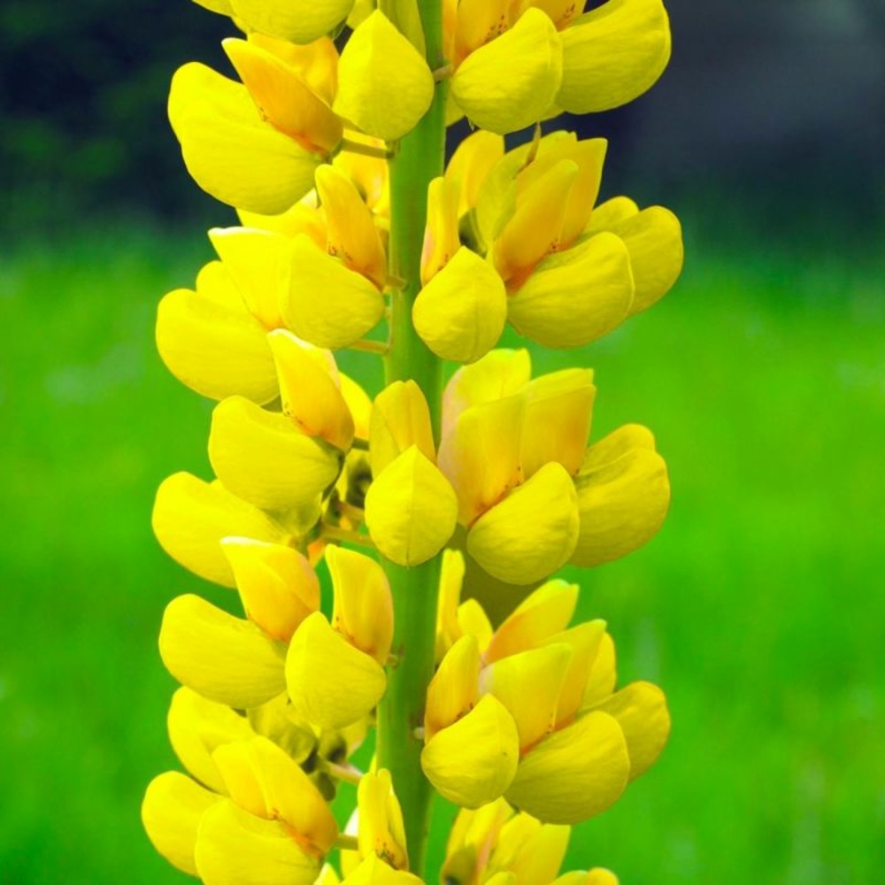 2 Lupins 'Le Chandelier' (Lupinus 'Chandel…