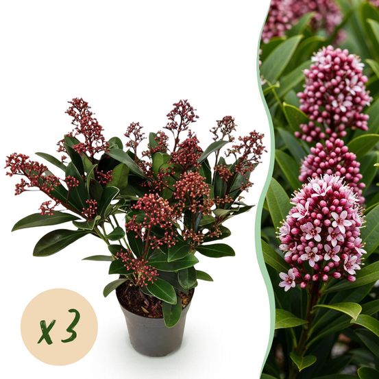 Skimmia japonica rubella – lot de 3 – pot 10 cm