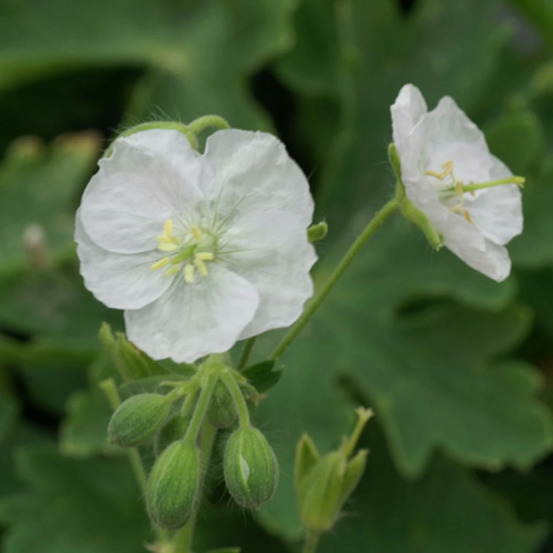 Géranium vivace album godet