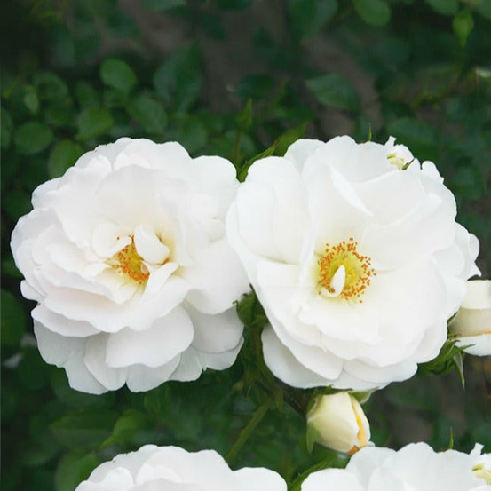 Rosier grimpant hella - la pièce en racine nue / 3 branches, vendu par lot de 2