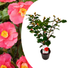 Camellia japonica "dr. King" - rose japonaise - plante de camélia résistante au froid - pot 15cm - hauteur 50-60cm