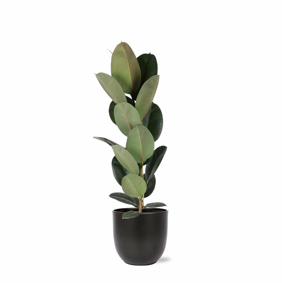 Ficus elastica robusta et son pot noir - hauteur 90cm