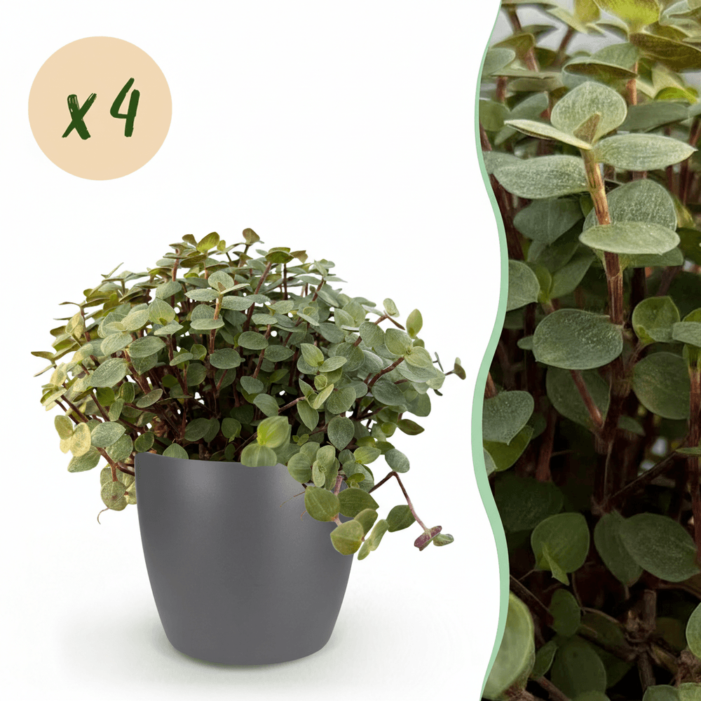 Calissia repens - pet-friendly - pot de 12cm - hauteur 17-20cm - plantes d'intérieur